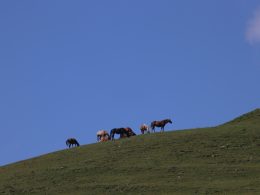 pferde-tagsuber-auf-grunem-rasenplatz-unter-blauem-himmel-Hnjt8XX2328